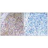 Immunohistochemistry - Anti-GOLT1A Antibody (C19496) - Antibodies.com