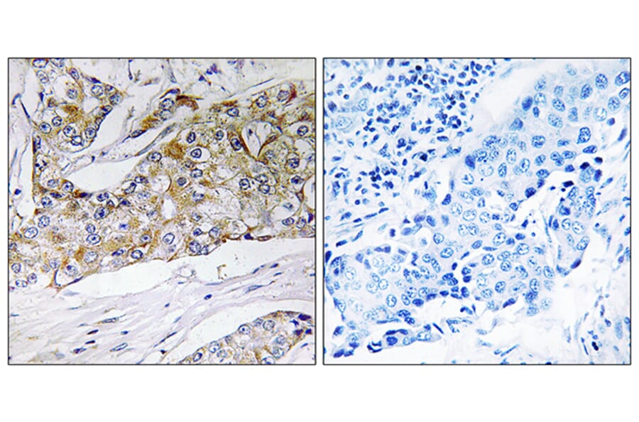 Immunohistochemistry - Anti-DHRS11 Antibody (C15321) - Antibodies.com