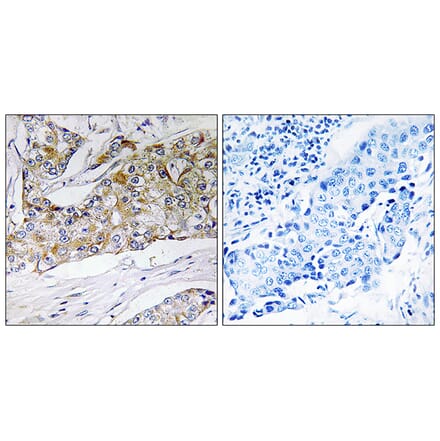 Immunohistochemistry - Anti-DHRS11 Antibody (C15321) - Antibodies.com