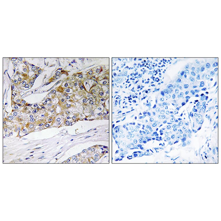 Immunohistochemistry - Anti-DHRS11 Antibody (C15321) - Antibodies.com