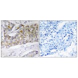 Immunohistochemistry - Anti-DHRS11 Antibody (C15321) - Antibodies.com