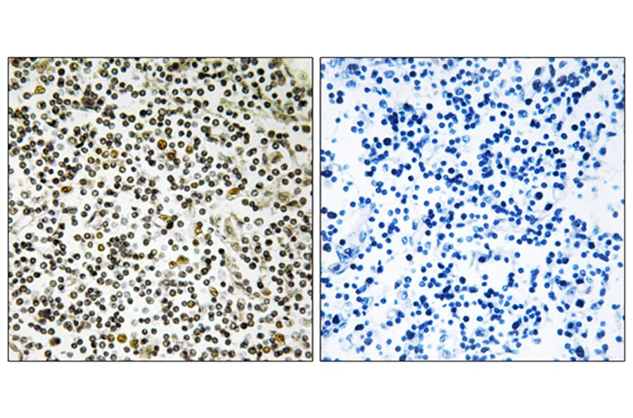 Immunohistochemistry - Anti-CEP152 Antibody (C15039) - Antibodies.com
