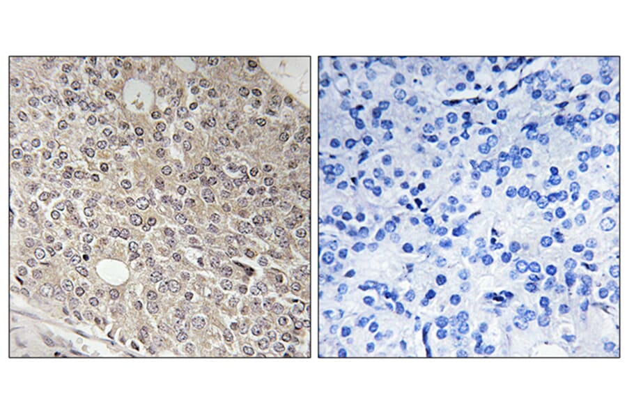 Immunohistochemistry - Anti-AMOTL1 Antibody (C14473) - Antibodies.com