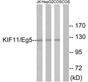 Western Blot - Anti-KIF11 Antibody (B1081) - Antibodies.com