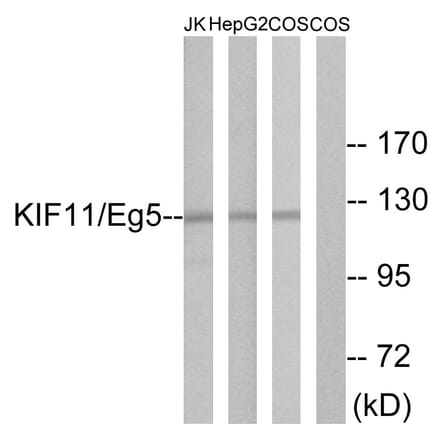 Western Blot - Anti-KIF11 Antibody (B1081) - Antibodies.com