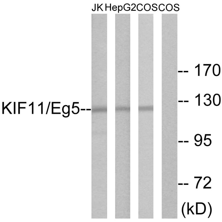Western Blot - Anti-KIF11 Antibody (B1081) - Antibodies.com