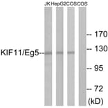 Western Blot - Anti-KIF11 Antibody (B1081) - Antibodies.com