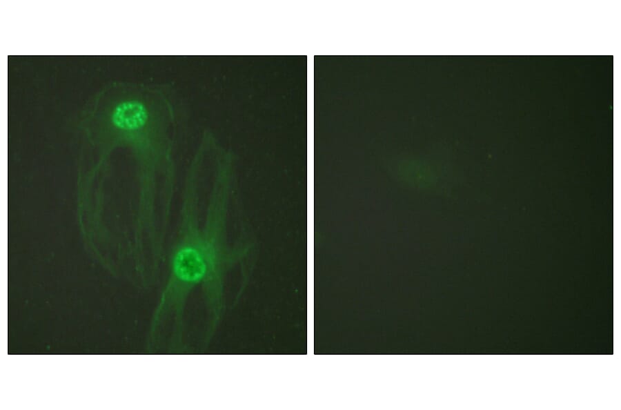 Immunofluorescence - Anti-KIF11 Antibody (B1081) - Antibodies.com