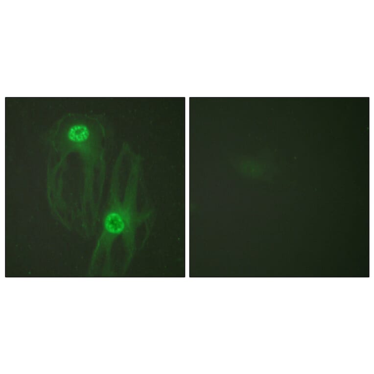 Immunofluorescence - Anti-KIF11 Antibody (B1081) - Antibodies.com