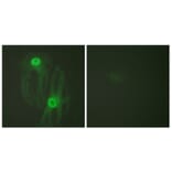 Immunofluorescence - Anti-KIF11 Antibody (B1081) - Antibodies.com