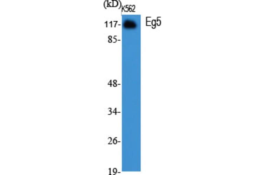 Western Blot - Anti-KIF11 Antibody (B1081) - Antibodies.com