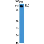 Western Blot - Anti-KIF11 Antibody (B1081) - Antibodies.com