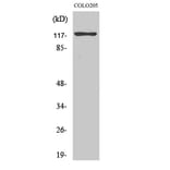 Western Blot - Anti-KIF11 Antibody (B1081) - Antibodies.com