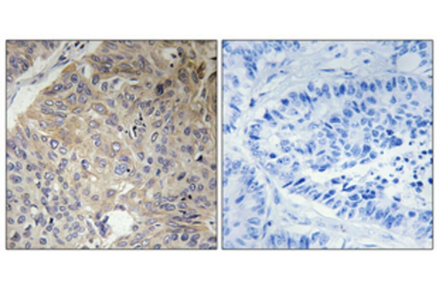 Immunohistochemistry - Anti-KIF11 Antibody (B1081) - Antibodies.com