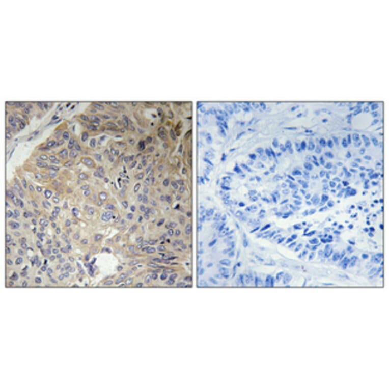 Immunohistochemistry - Anti-KIF11 Antibody (B1081) - Antibodies.com