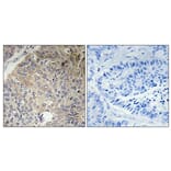 Immunohistochemistry - Anti-KIF11 Antibody (B1081) - Antibodies.com