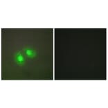 Immunofluorescence - Anti-TOP2A Antibody (C10345) - Antibodies.com