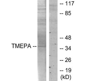 Western Blot - Anti-TMEPA Antibody (C11467) - Antibodies.com