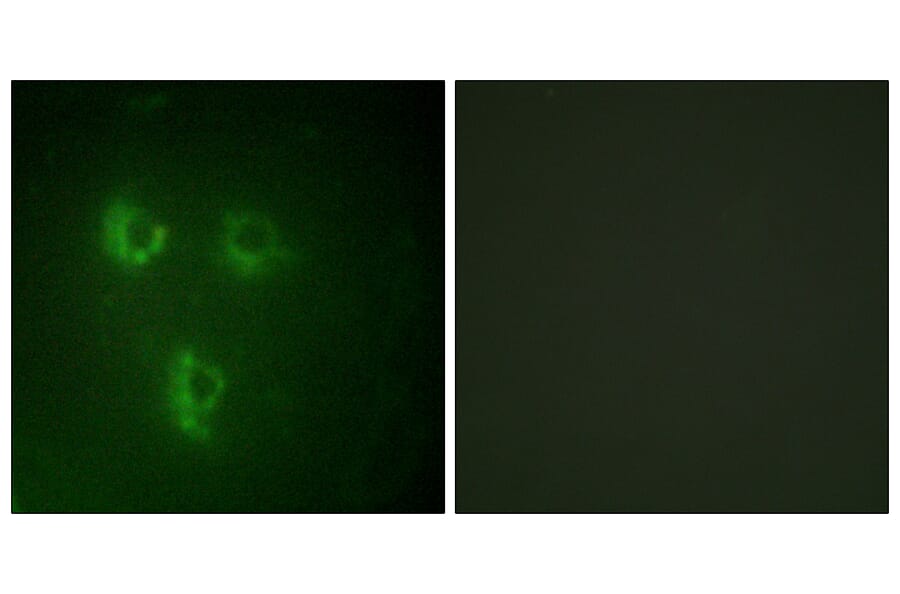 Immunofluorescence - Anti-TMEPA Antibody (C11467) - Antibodies.com