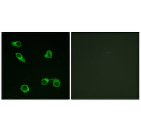 Immunofluorescence - Anti-PE2R3 Antibody (G098) - Antibodies.com