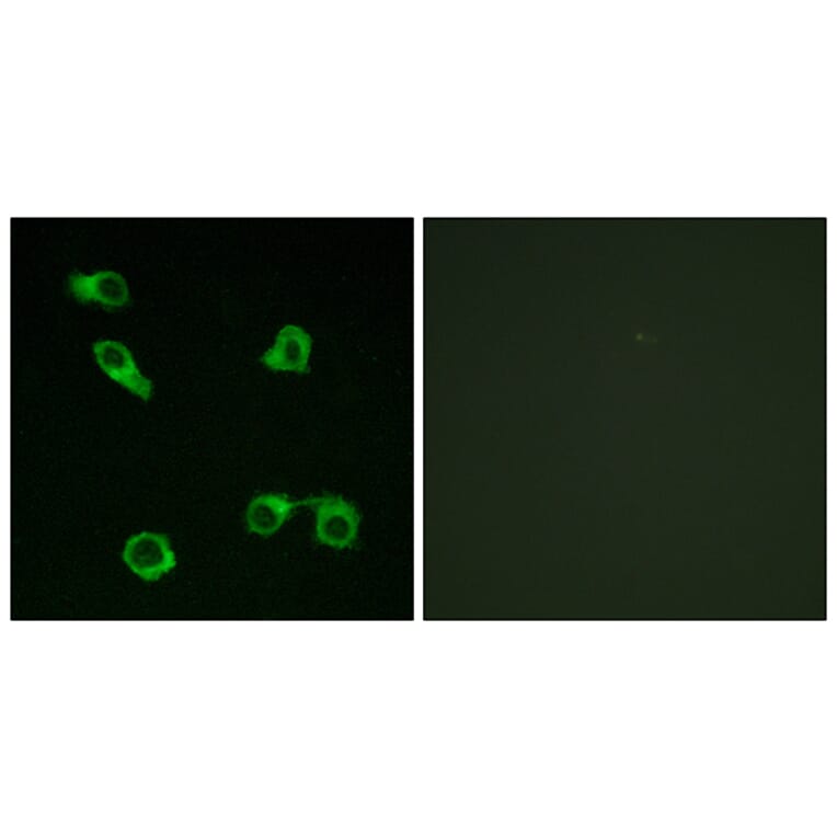 Immunofluorescence - Anti-PE2R3 Antibody (G098) - Antibodies.com