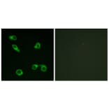 Immunofluorescence - Anti-PE2R3 Antibody (G098) - Antibodies.com