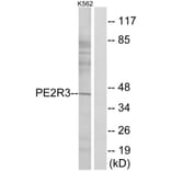 Western Blot - Anti-PE2R3 Antibody (G098) - Antibodies.com