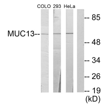 Western Blot - Anti-MUC13 Antibody (C11690) - Antibodies.com