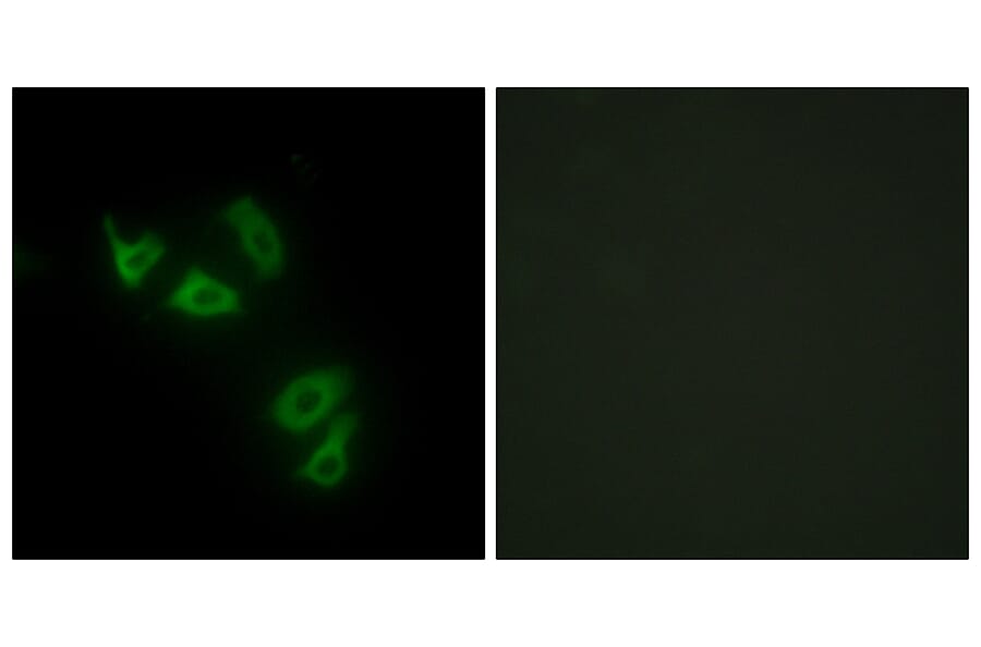 Immunofluorescence - Anti-MUC13 Antibody (C11690) - Antibodies.com