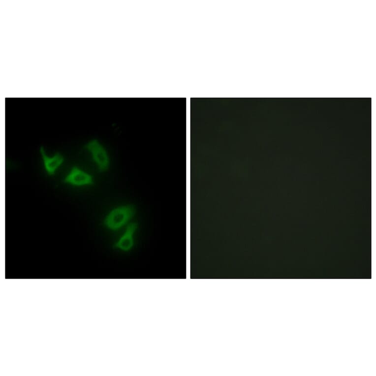 Immunofluorescence - Anti-MUC13 Antibody (C11690) - Antibodies.com