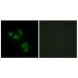 Immunofluorescence - Anti-MUC13 Antibody (C11690) - Antibodies.com