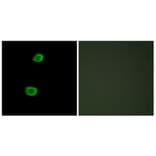 Immunofluorescence - Anti-LMTK2 Antibody (C11315) - Antibodies.com
