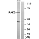 Western Blot - Anti-IRAK3 Antibody (C11980) - Antibodies.com