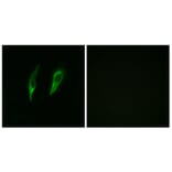 Immunofluorescence - Anti-IRAK3 Antibody (C11980) - Antibodies.com