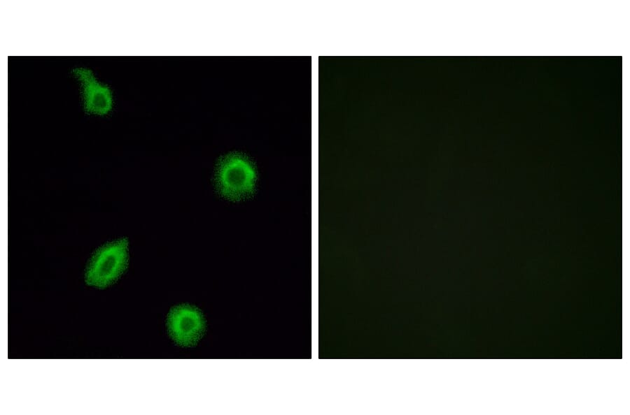 Immunofluorescence - Anti-HTR5B Antibody (G016) - Antibodies.com