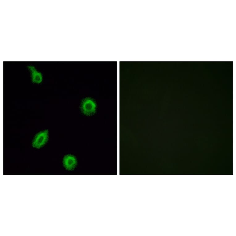Immunofluorescence - Anti-HTR5B Antibody (G016) - Antibodies.com