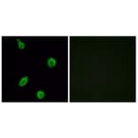 Immunofluorescence - Anti-HTR5B Antibody (G016) - Antibodies.com