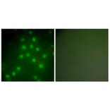 Immunofluorescence - Anti-HDAC9 Antibody (C0228) - Antibodies.com