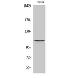 Western Blot - Anti-HDAC9 Antibody (C0228) - Antibodies.com