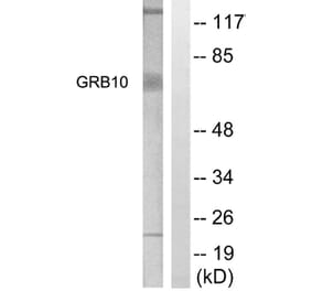 Western Blot - Anti-GRB10 Antibody (B1031) - Antibodies.com