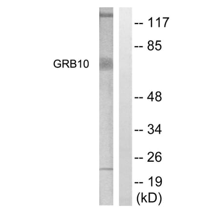 Western Blot - Anti-GRB10 Antibody (B1031) - Antibodies.com