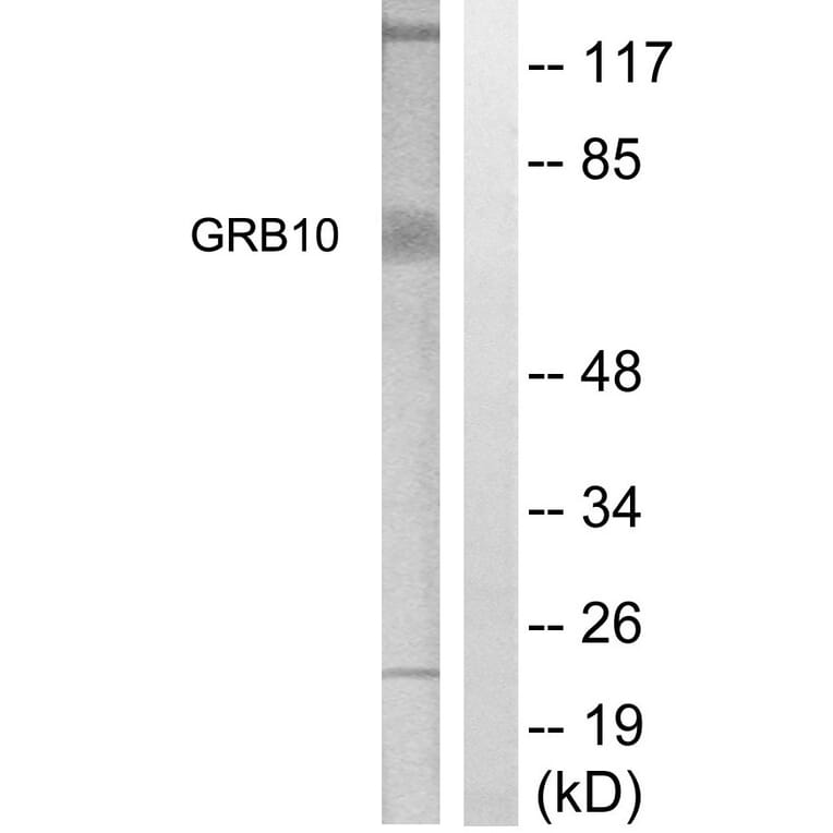 Western Blot - Anti-GRB10 Antibody (B1031) - Antibodies.com