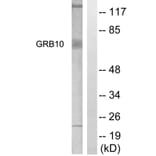Western Blot - Anti-GRB10 Antibody (B1031) - Antibodies.com