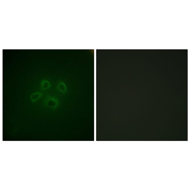 Immunofluorescence - Anti-GRB10 Antibody (B1031) - Antibodies.com