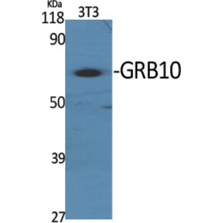 Western Blot - Anti-GRB10 Antibody (B1031) - Antibodies.com
