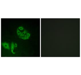 Immunofluorescence - Anti-GPR20 Antibody (G328) - Antibodies.com