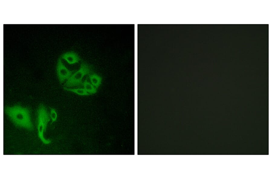 Immunofluorescence - Anti-GPR20 Antibody (G328) - Antibodies.com