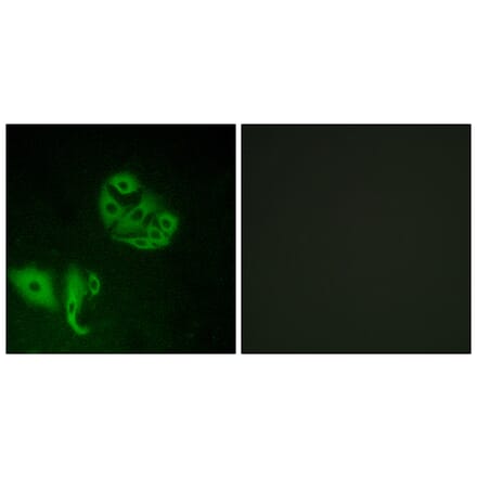 Immunofluorescence - Anti-GPR20 Antibody (G328) - Antibodies.com