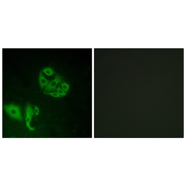 Immunofluorescence - Anti-GPR20 Antibody (G328) - Antibodies.com