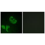 Immunofluorescence - Anti-GPR20 Antibody (G328) - Antibodies.com